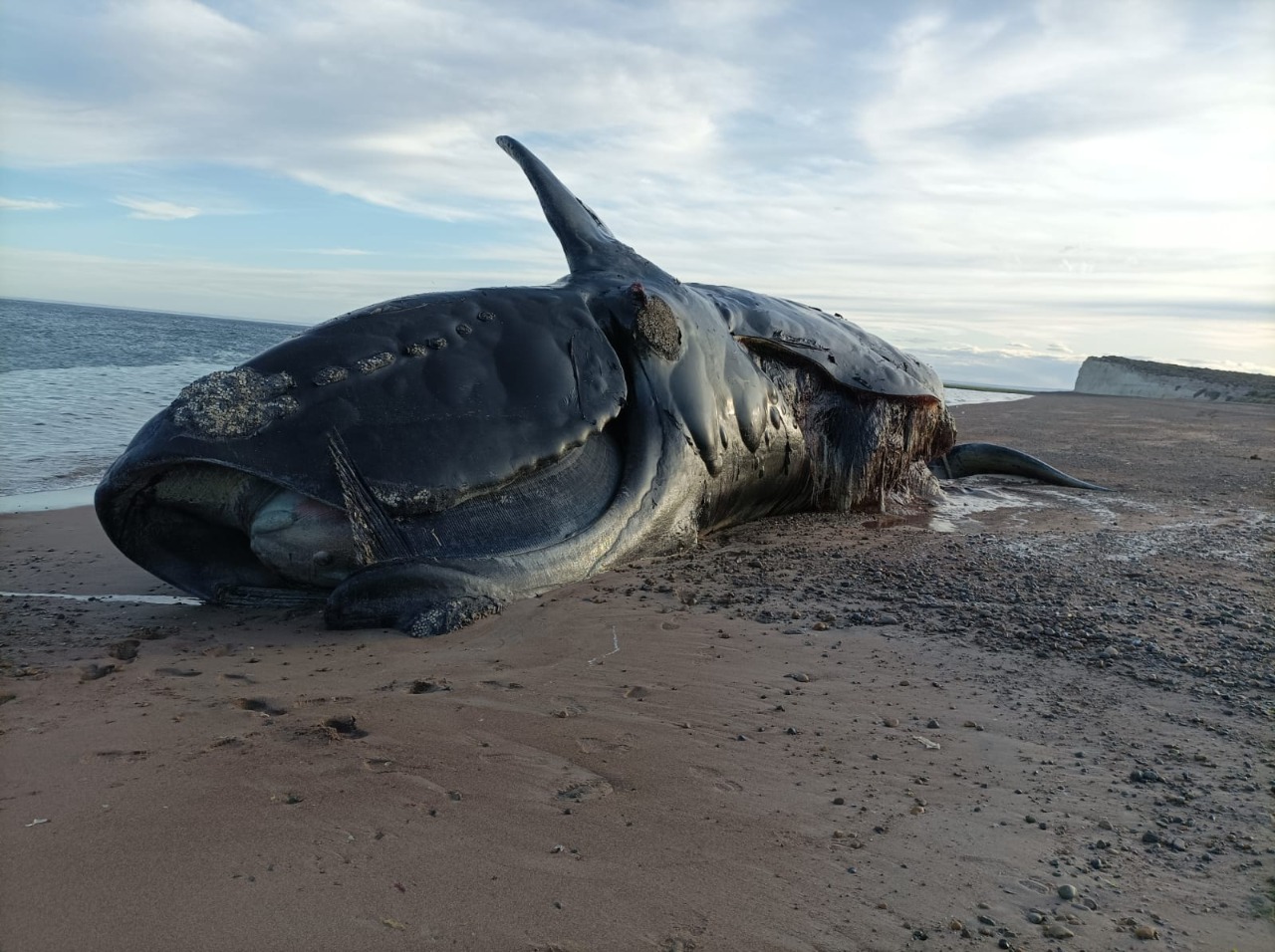 Confirman Hallazgo De Toxinas De Marea Roja En Las Ballenas Que