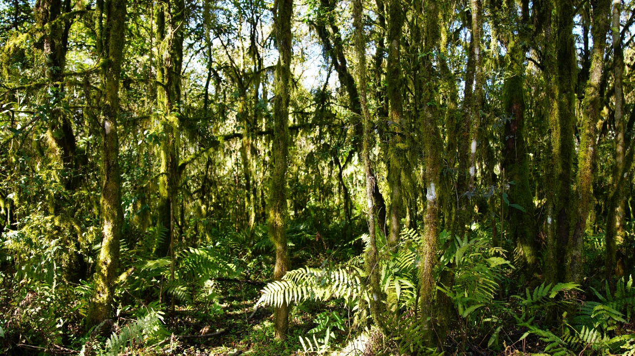 Es Ley La Ampliaci N Del Parque Nacional Aconquija En Tucum N