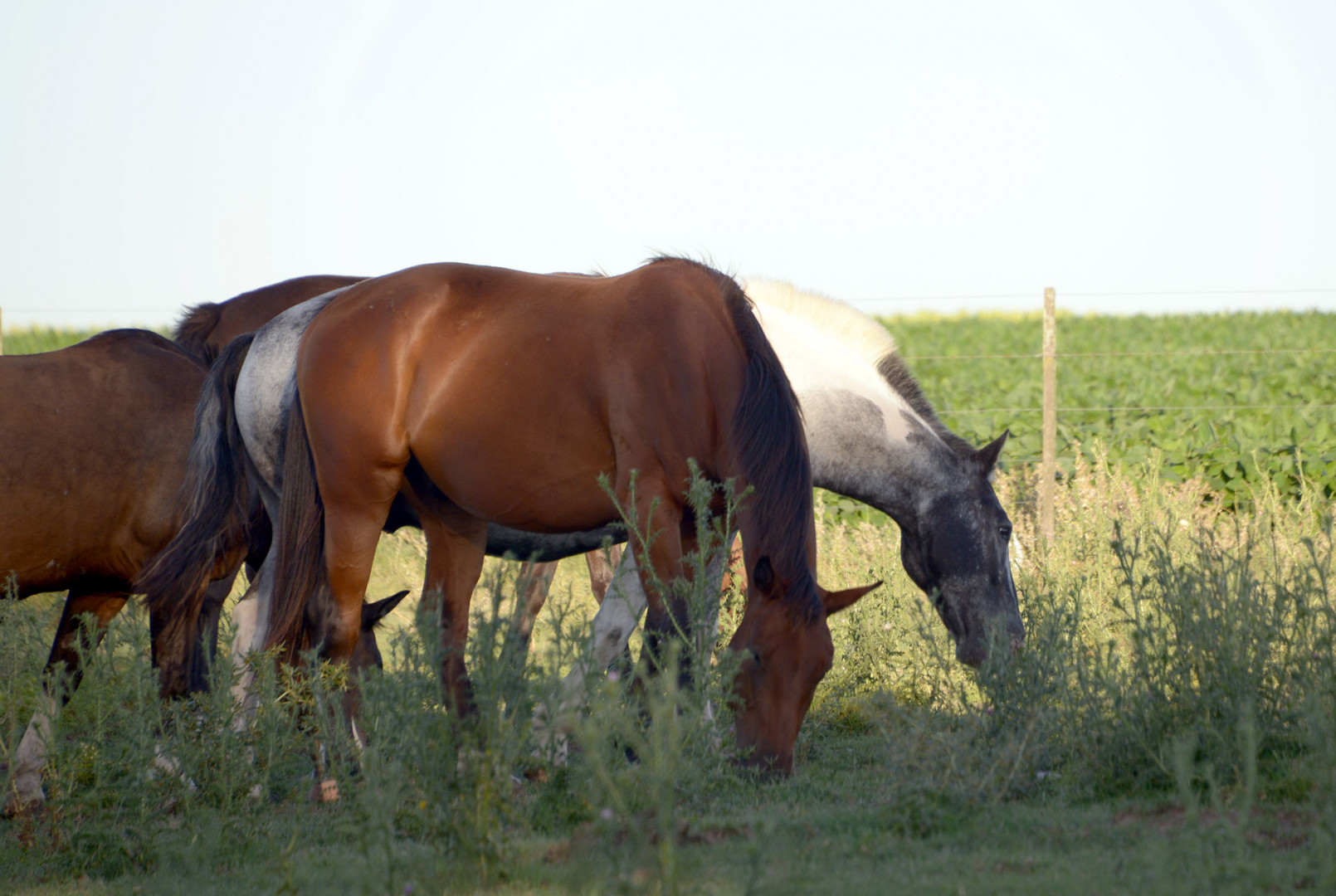 Encefalomielitis equina se autorizó el primer lote de 300 mil dosis de