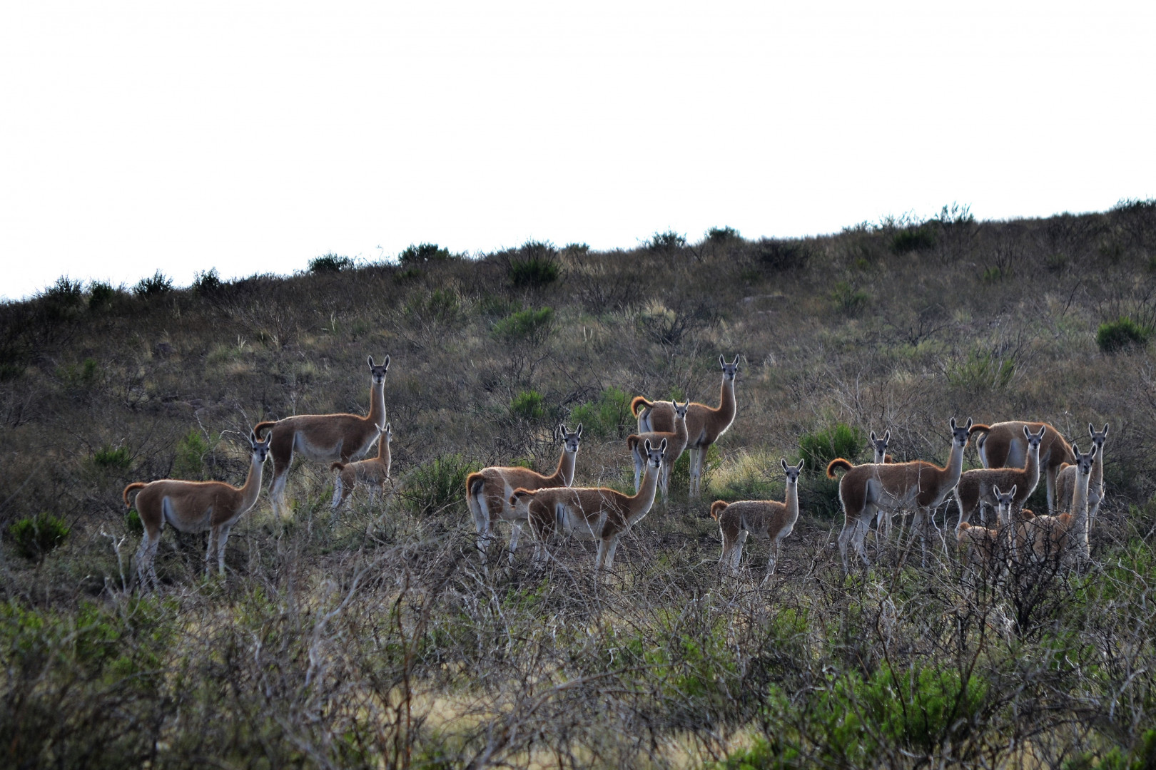 Monitoreos De Guanacos En Los Parques Nacionales El Leoncito Y Lihu