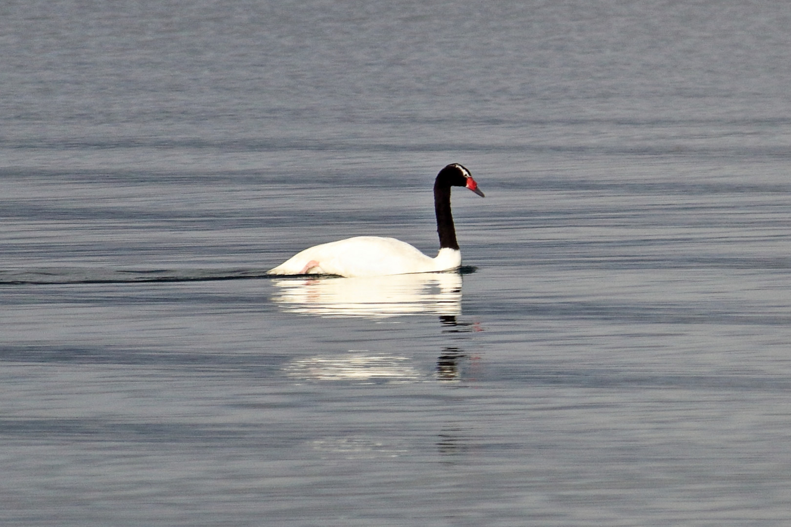 Se Registr Nuevamente El Cisne De Cuello Negro En El Parque Nacional