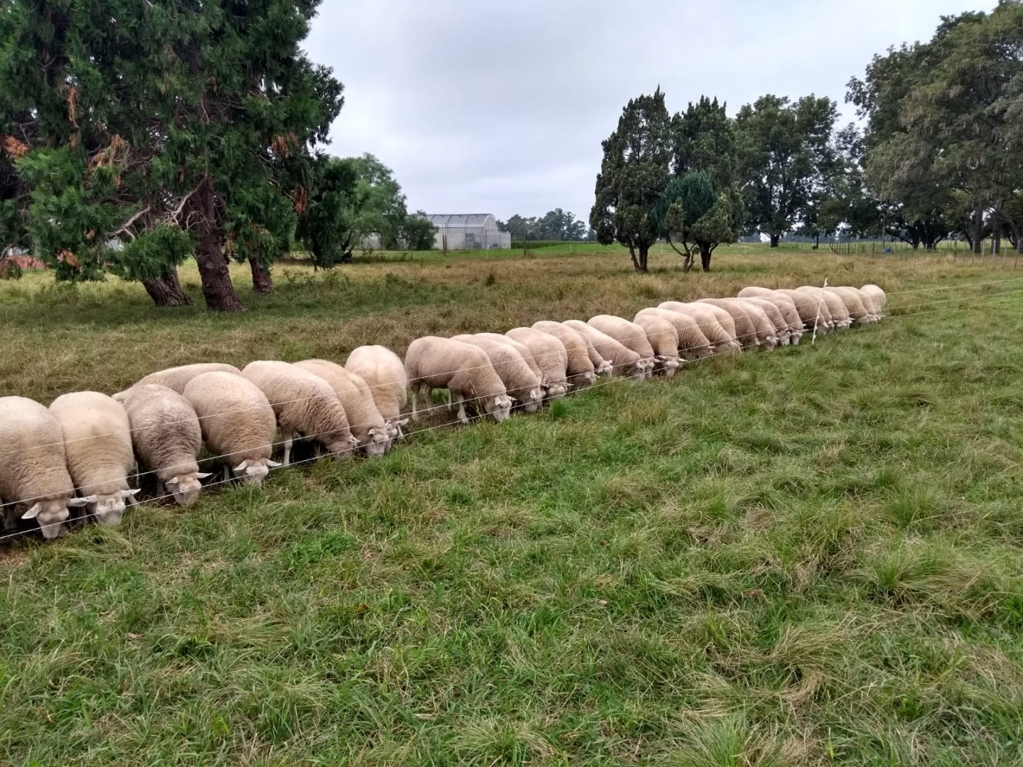 Impulsan La Cr A Intensiva De Ovinos Como Oportunidad Productiva