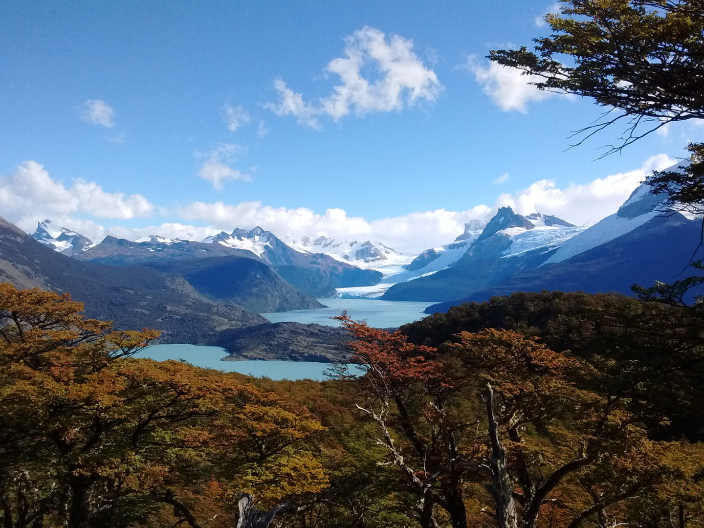 Publican Un Mapa Con Los Tipos Forestales Para Bosques De Argentina