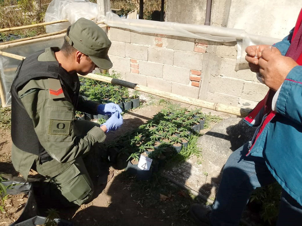 Gendarmería allanó una vivienda que poseía una plantación de marihuana