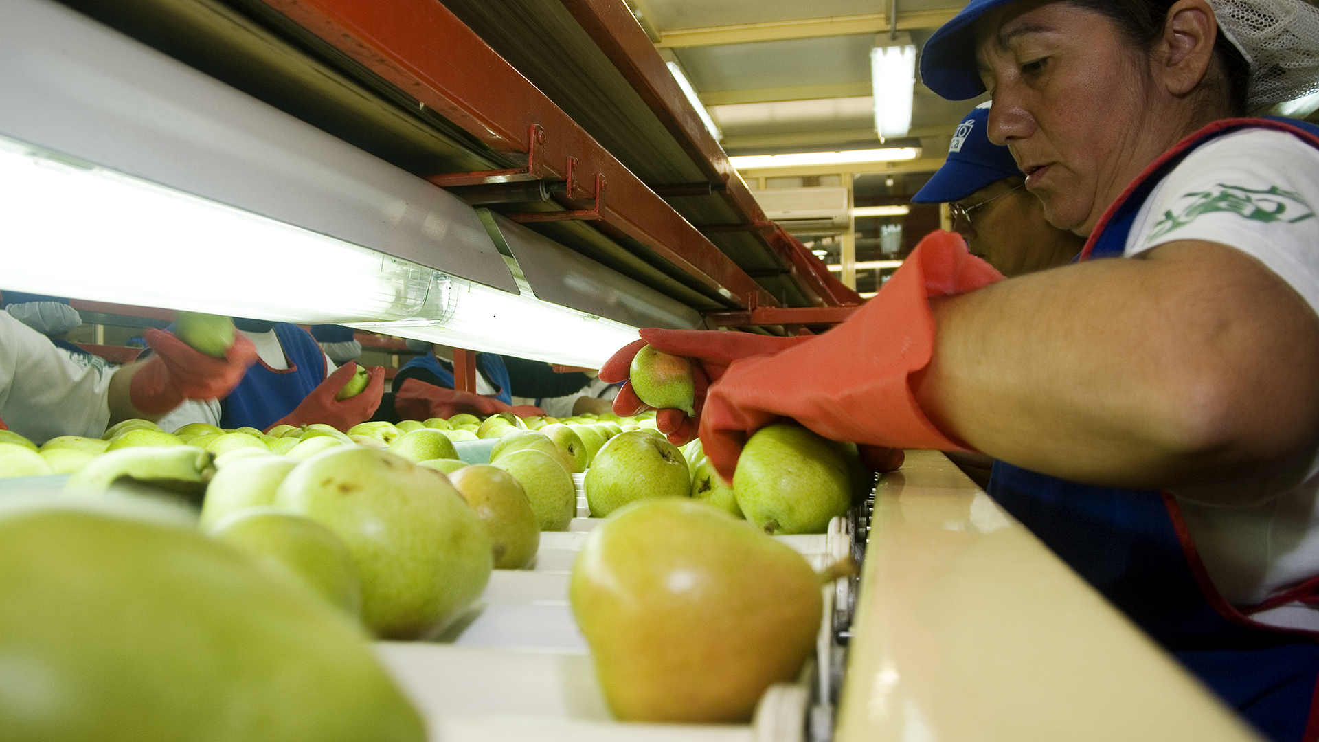 Brasil Reanuda La Importaci N De Peras Y Manzanas De La Argentina