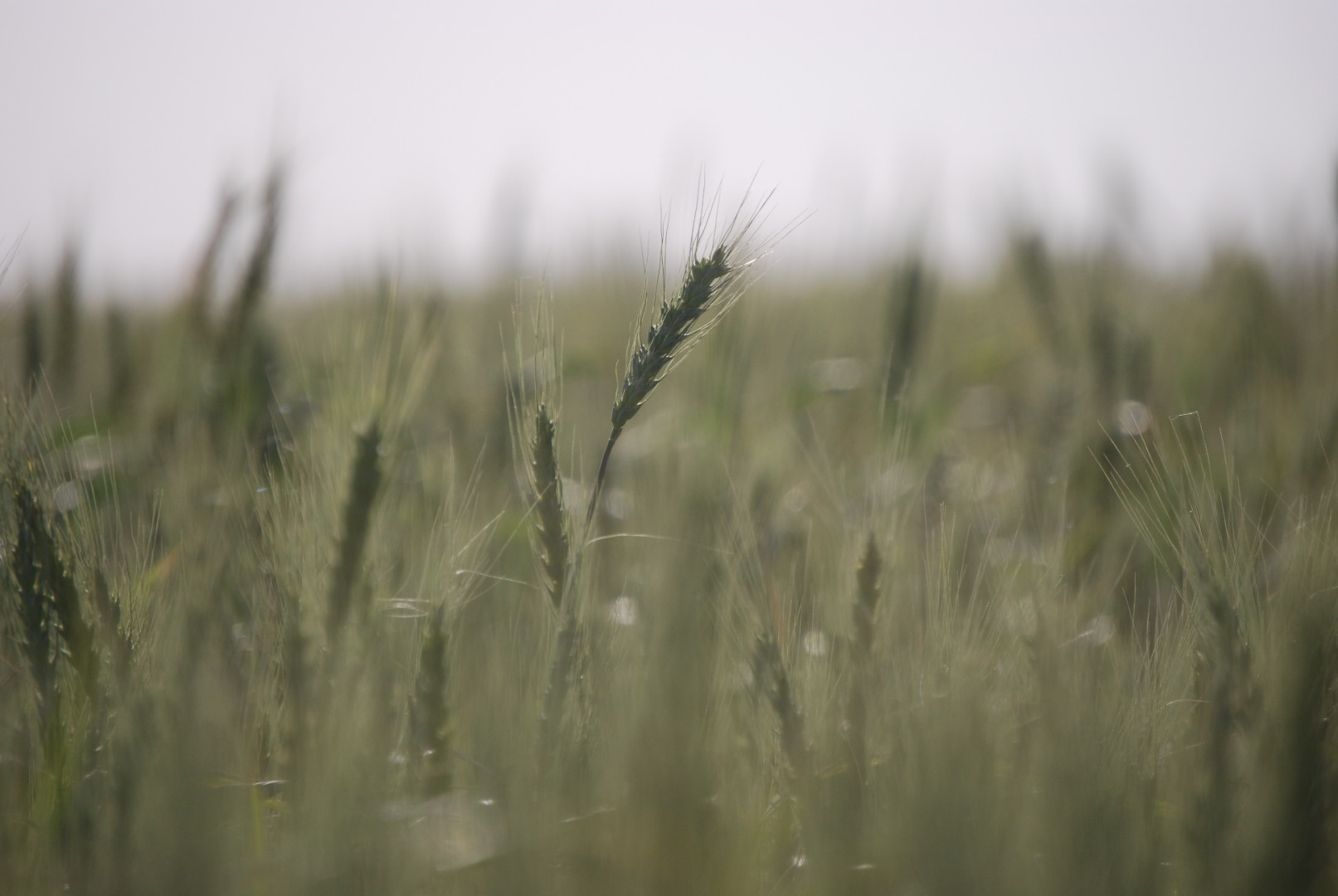 Pautas para maximizar la producción de trigo Argentina gob ar