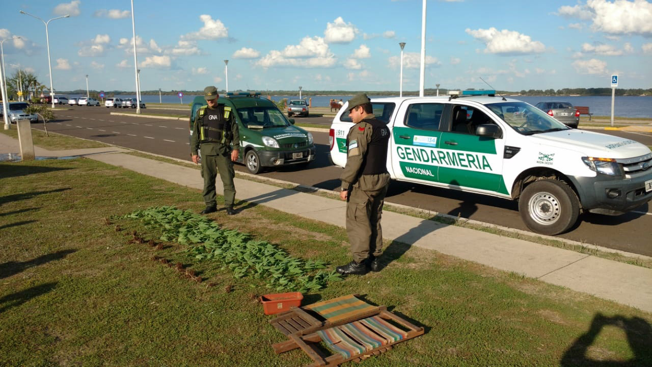 Patrullaje De Gendarmería Descubre Plantación De Marihuana En La Provincia De Entre Ríos 0425