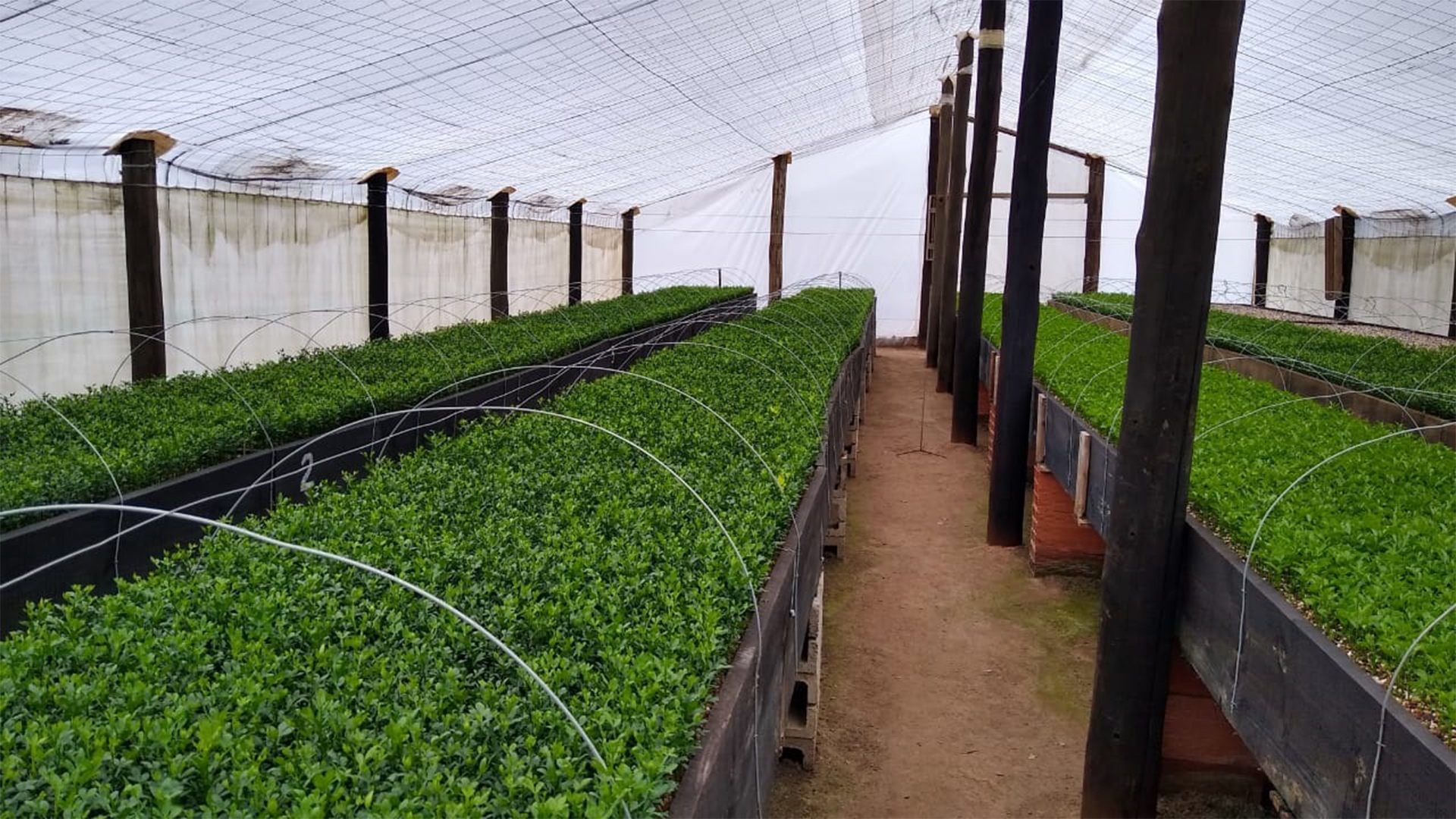 Lineamientos De Buenas Prácticas En Producción Y Comercio De Plantas Y ...