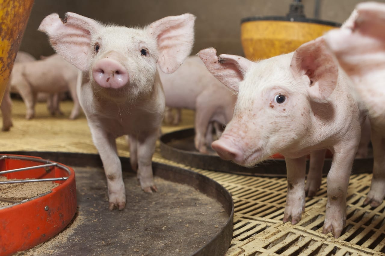 Finalizó La Capacitación Sobre La Cadena De La Carne Porcina En La ...