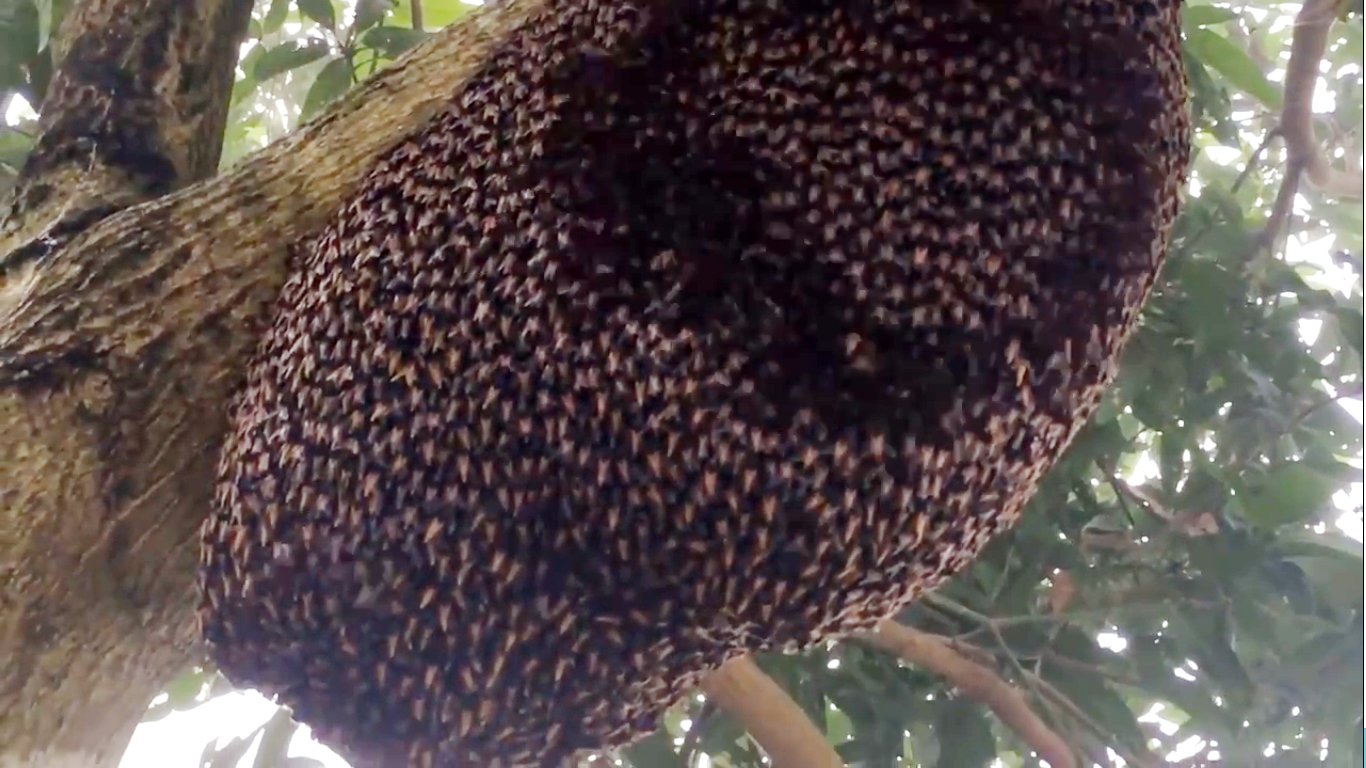 Cómo recoger enjambres de abejas