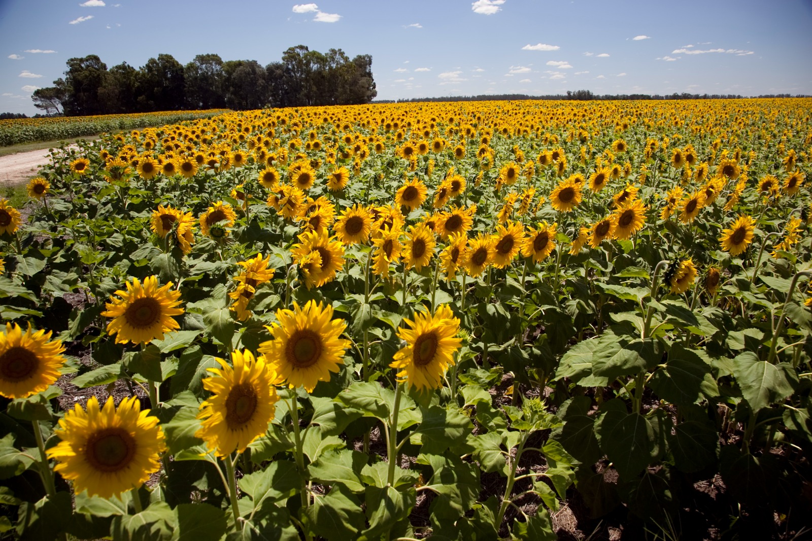 El programa de Incremento Exportador incorpora al sorgo, la cebada  forrajera, el girasol y sus subproductos 