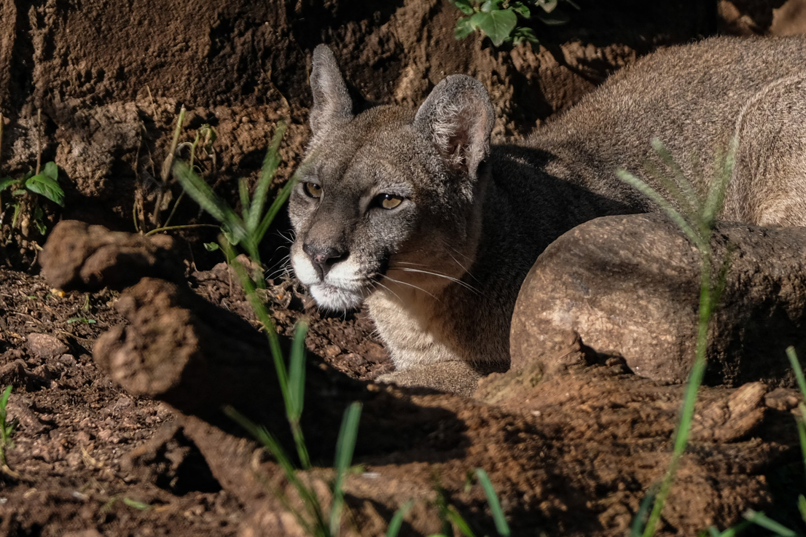 Arranca La Diplomatura En Manejo De Fauna Silvestre Impulsada Por El Ministerio De Ambiente 9611