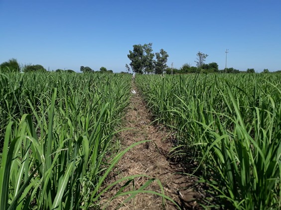 Benefits of vicia hairy in intercropping with sugarcane: analysis of spatial arrangement and yield