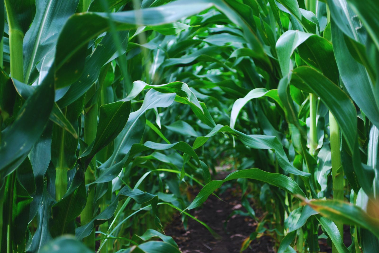 Corn: refertilize with nitrogen to maximize yields