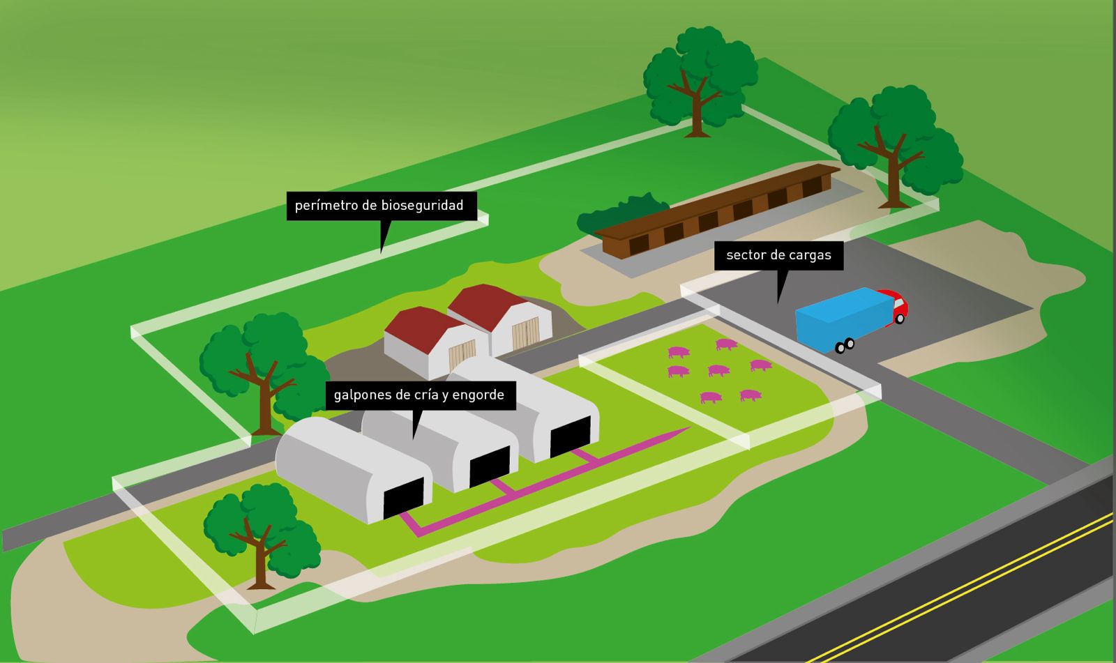 Transporte seguro: Qué medidas de bioseguridad aplicar para el traslado de cerdos