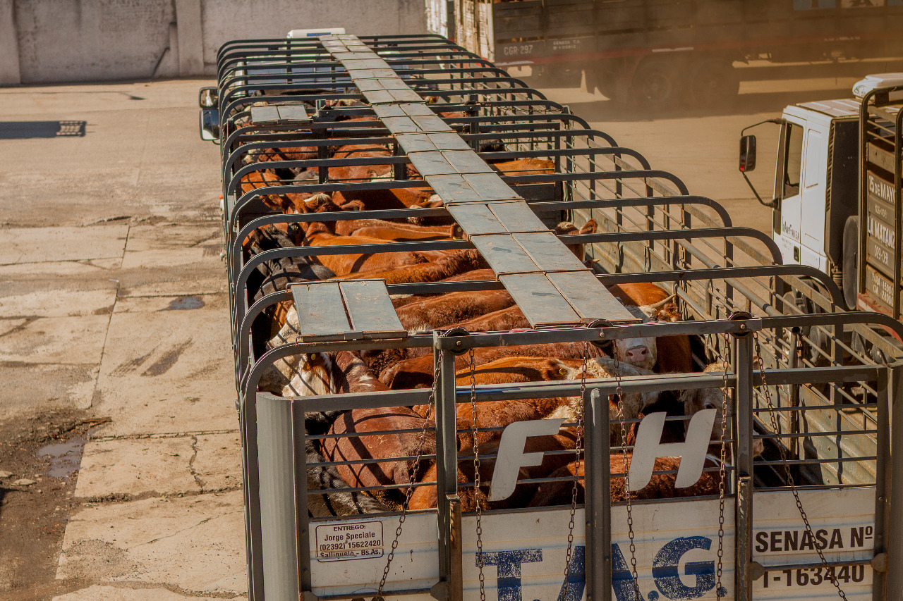 Cómo prevenir el estrés térmico en vehículos de transporte de animales