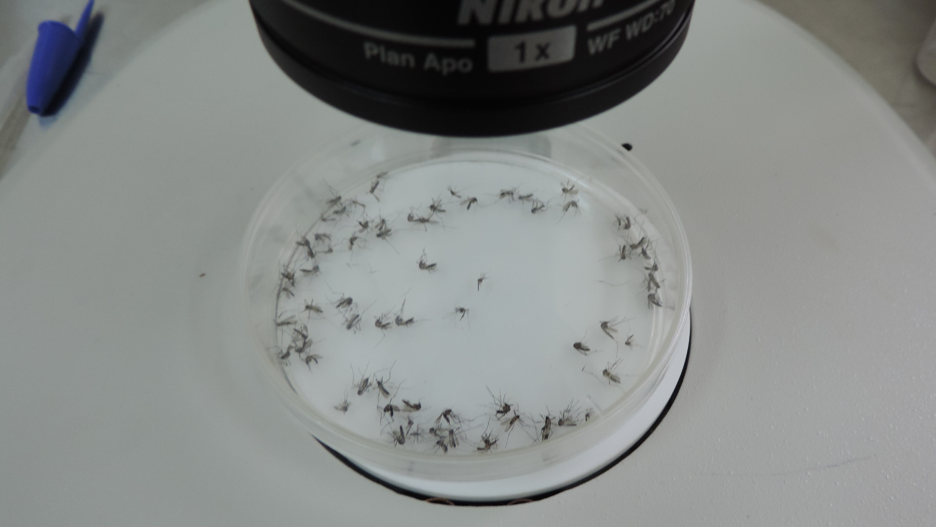 Durante los ensayos de liberación y recaptura se cuenta diariamente la cantidad de mosquitos por color, para establecer qué distancia viajan y cuánto tiempo viven.