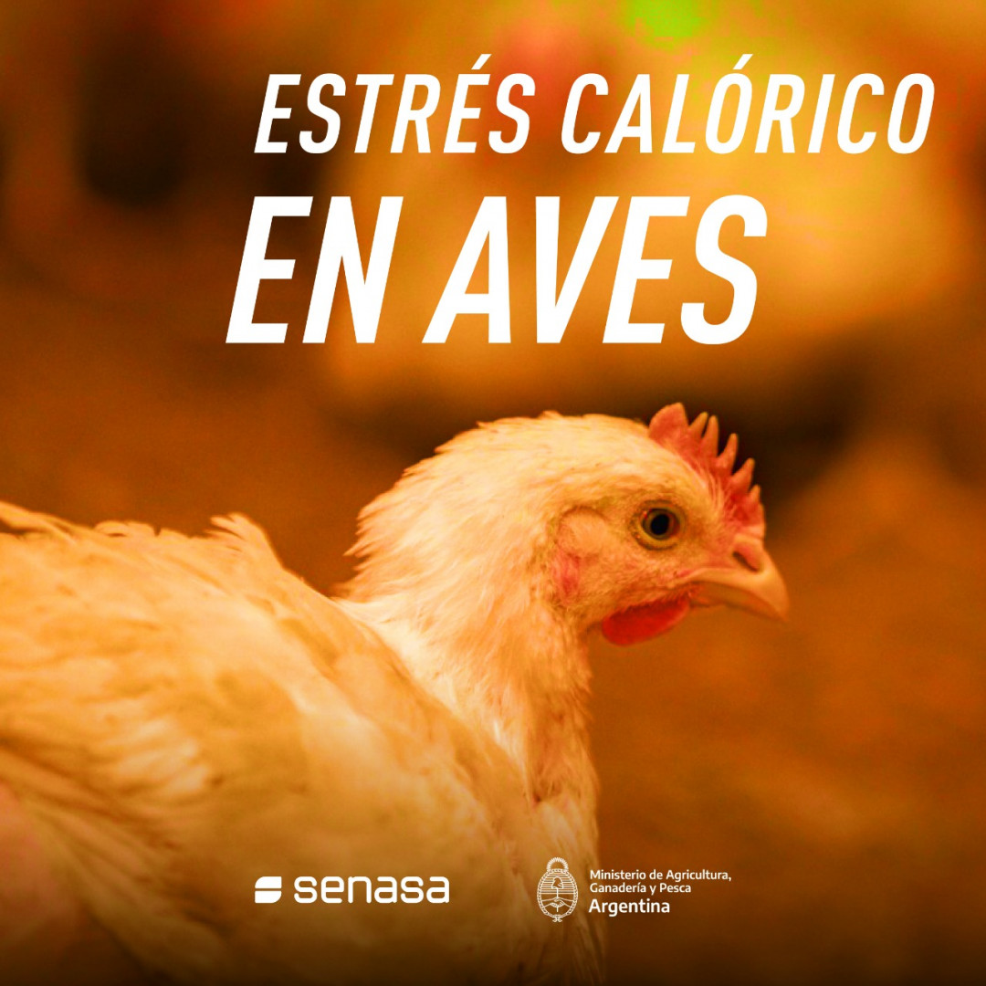 Recomendaciones Para La Prevenci N Del Estr S T Rmico Por Calor En Aves De Granja Argentina Gob Ar