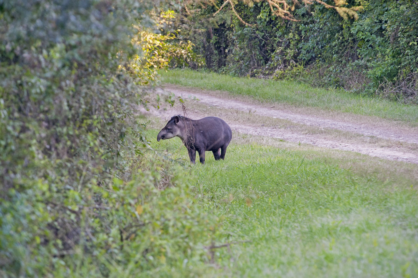 El tapir, su emblema, es el mayor mamífero terrestre de América del Sur.