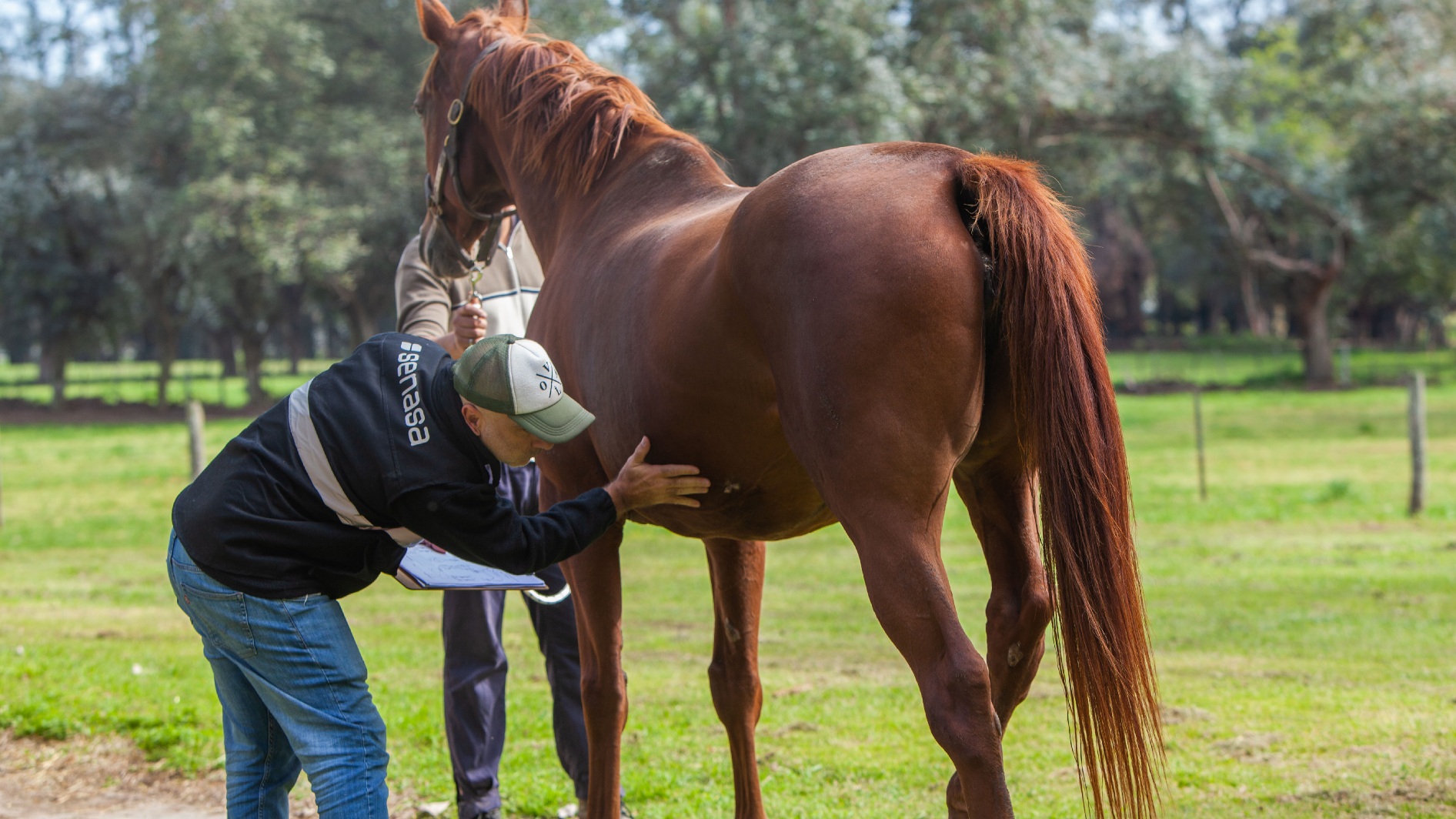 La importancia de la sanidad equina en el marco del Día Nacional del Caballo