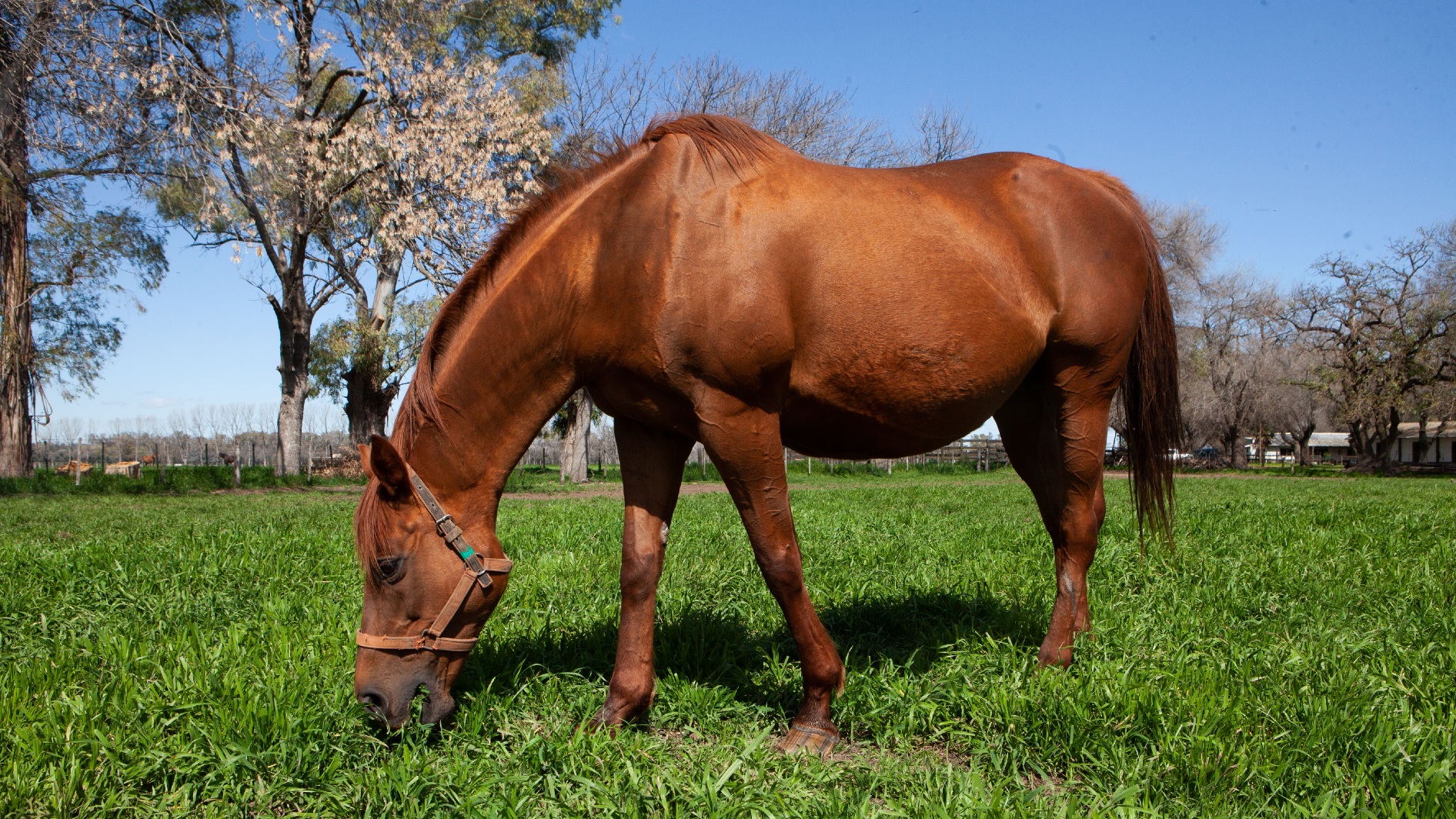 La importancia de la sanidad equina en el marco del Día Nacional del Caballo