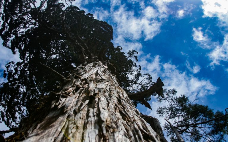 Parque Nacional Los Alerces