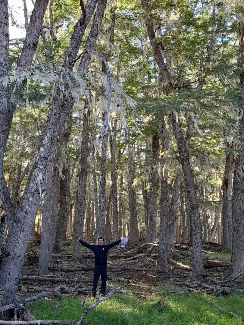 Los autores demostraron que el crecimiento anual de los bosques de lenga depende de los microorganismos en el suelo. 