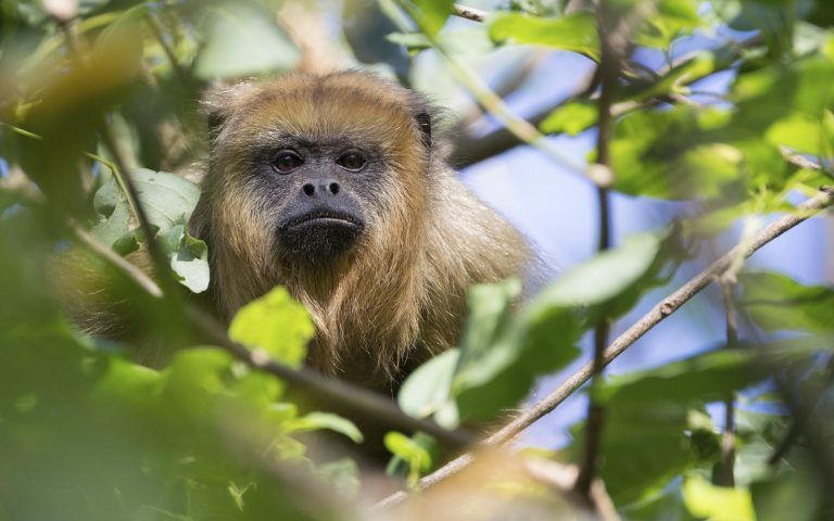 Mono Caraya (Alouatta caraya). Imagen: Joaquín Ghiorzo