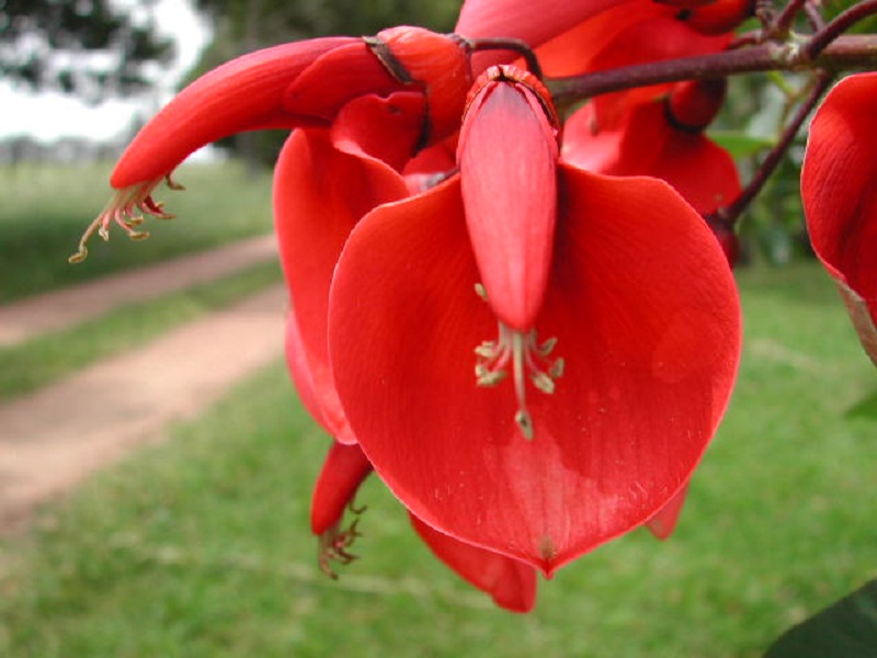 Details 100 picture descripción de la flor del ceibo