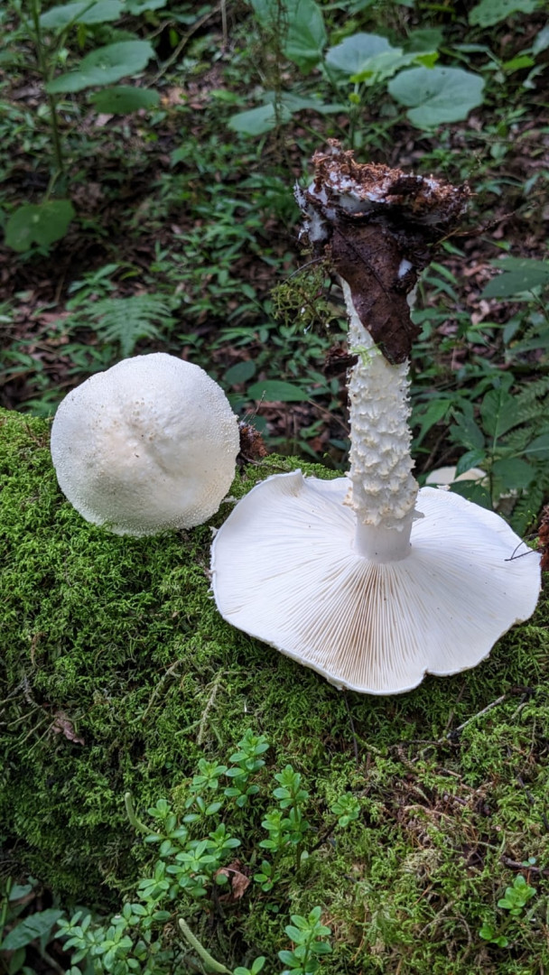 Cercopemyces messii en el Parque Nacional Baritú. Crédito: Agustín Martínez