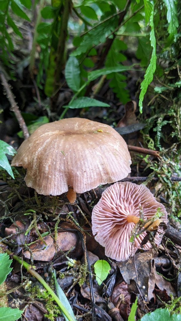 Clitocybe cedrelae en el Parque Nacional Baritú. Crédito: Agustín Martínez