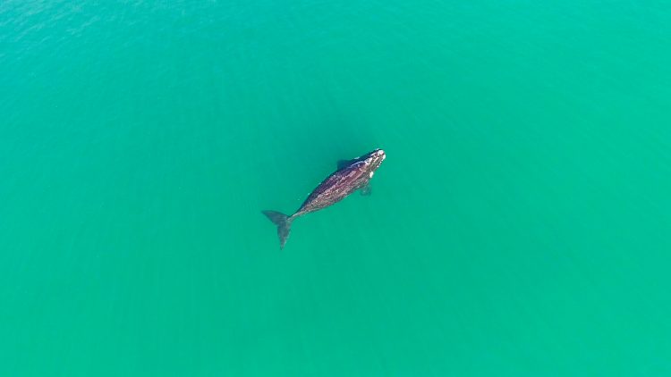 Ballena franca austral. Ph: personal del PIMCPA en colaboración con WCS.