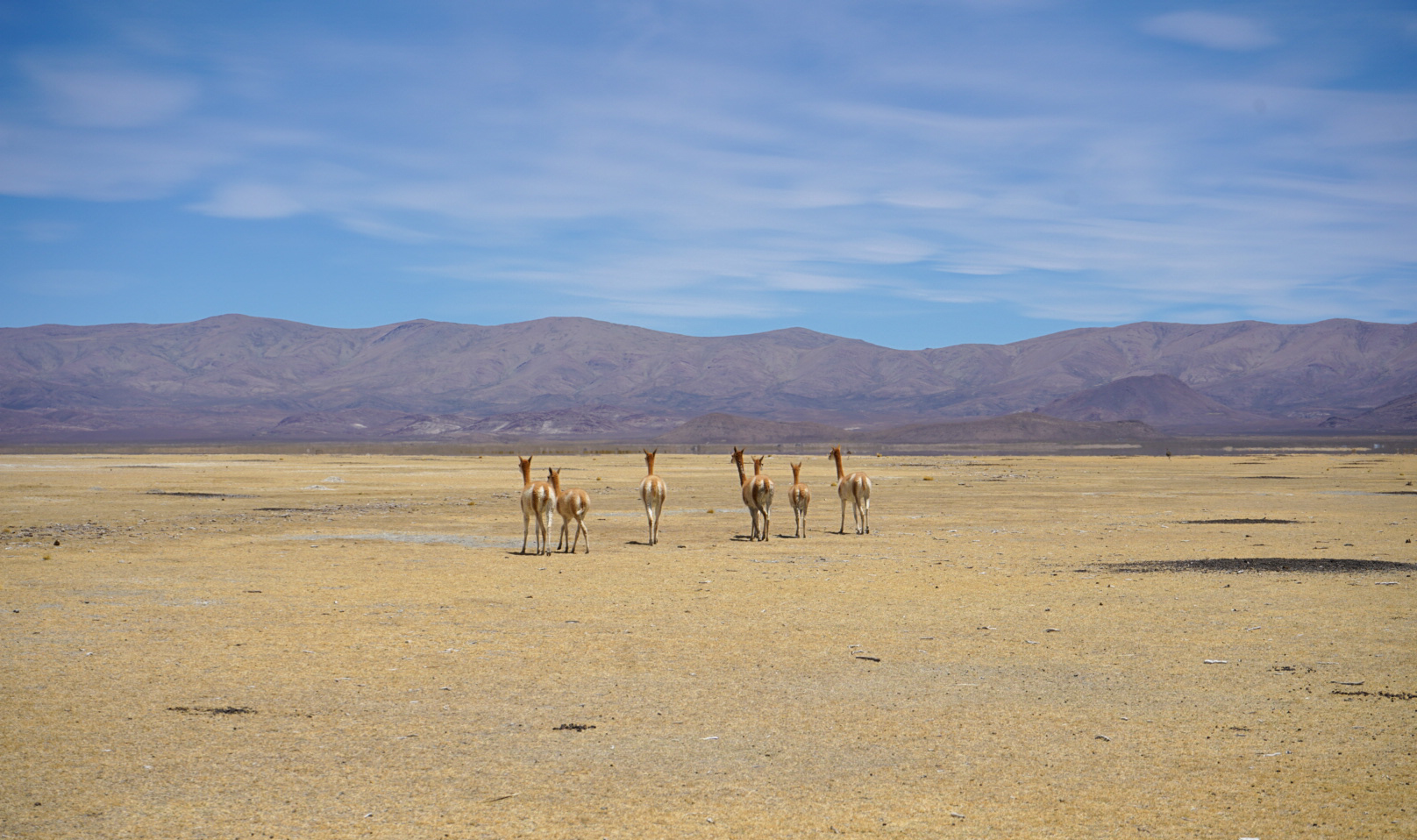 Llamas en Pozuelos.