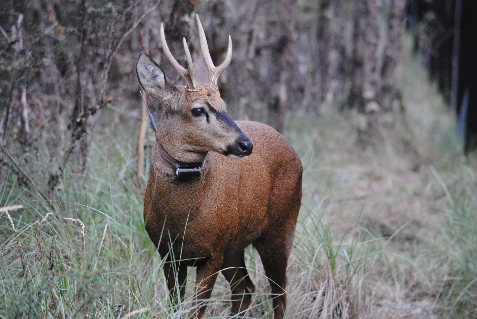 Huemul