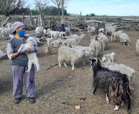 predio de cabras - Senasa