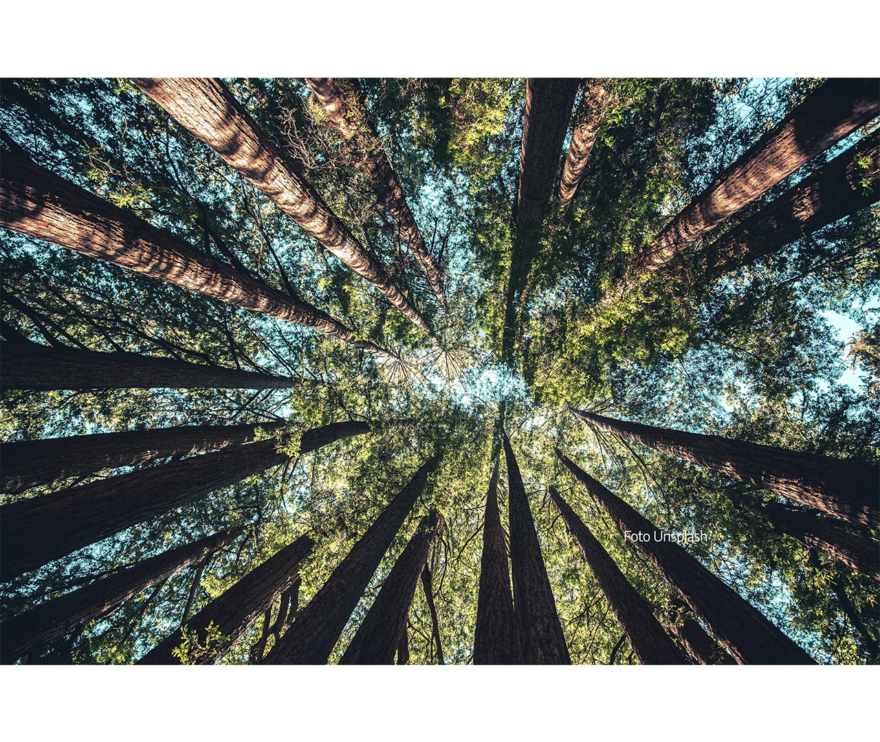 Imagen de árboles