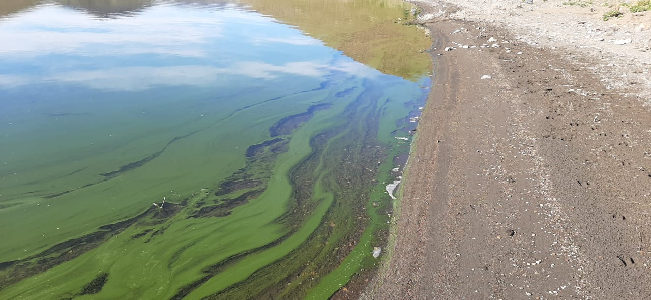 Floración Algal Laguna Blanca