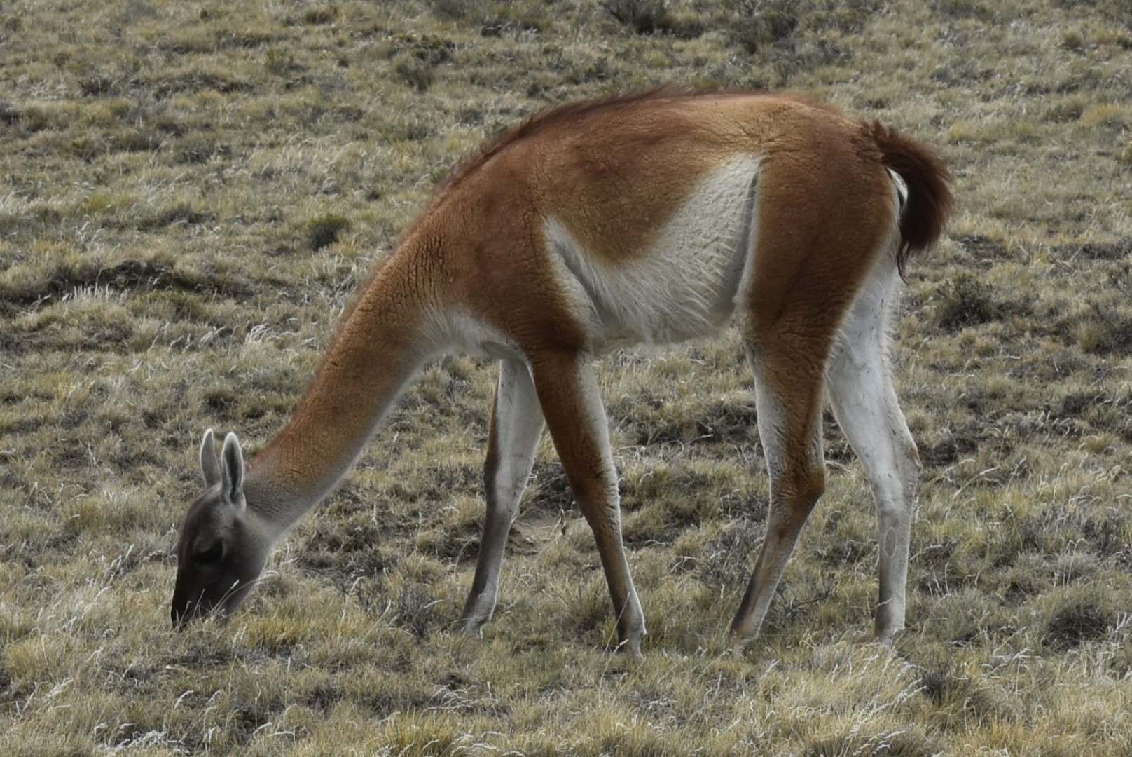 a investigación aporta conocimientos fundamentales para especialistas en pastizales naturales y poblaciones animales.