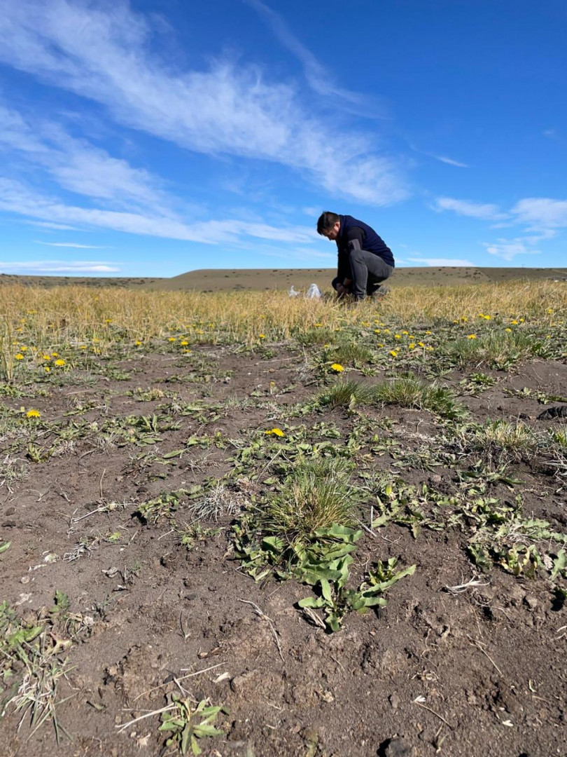 Este estudio demuestra que la degradación de los humedales inducida por el pastoreo afecta la función microbiana del suelo y el potencial de secuestro de carbono. Este estudio demuestra que la degradación de los humedales inducida por el pastoreo afecta la función microbiana del suelo y el potencial de secuestro de carbono.