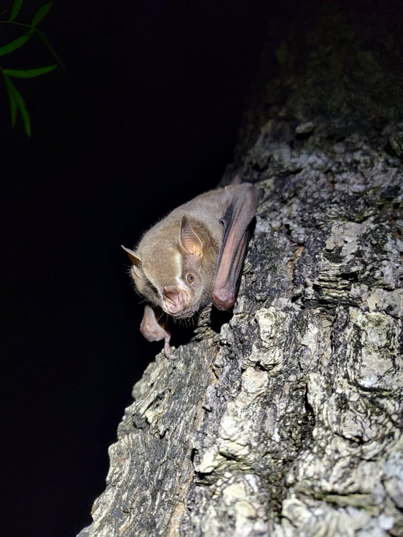 Investigación sobre murciélagos en Campo San Juan