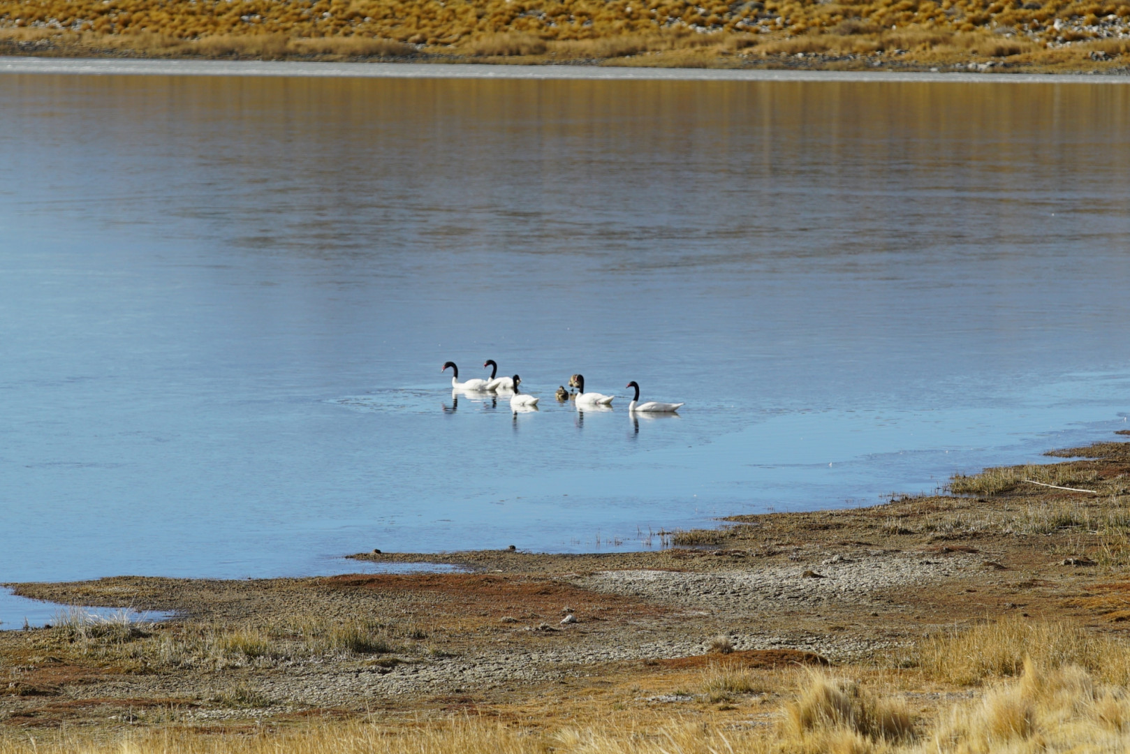 Laguna Blanca