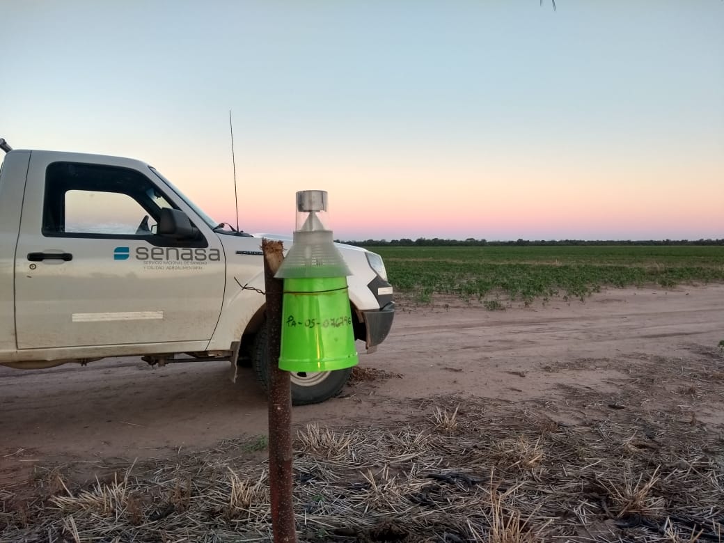 Monitoreo de trampas de picudo del algononero