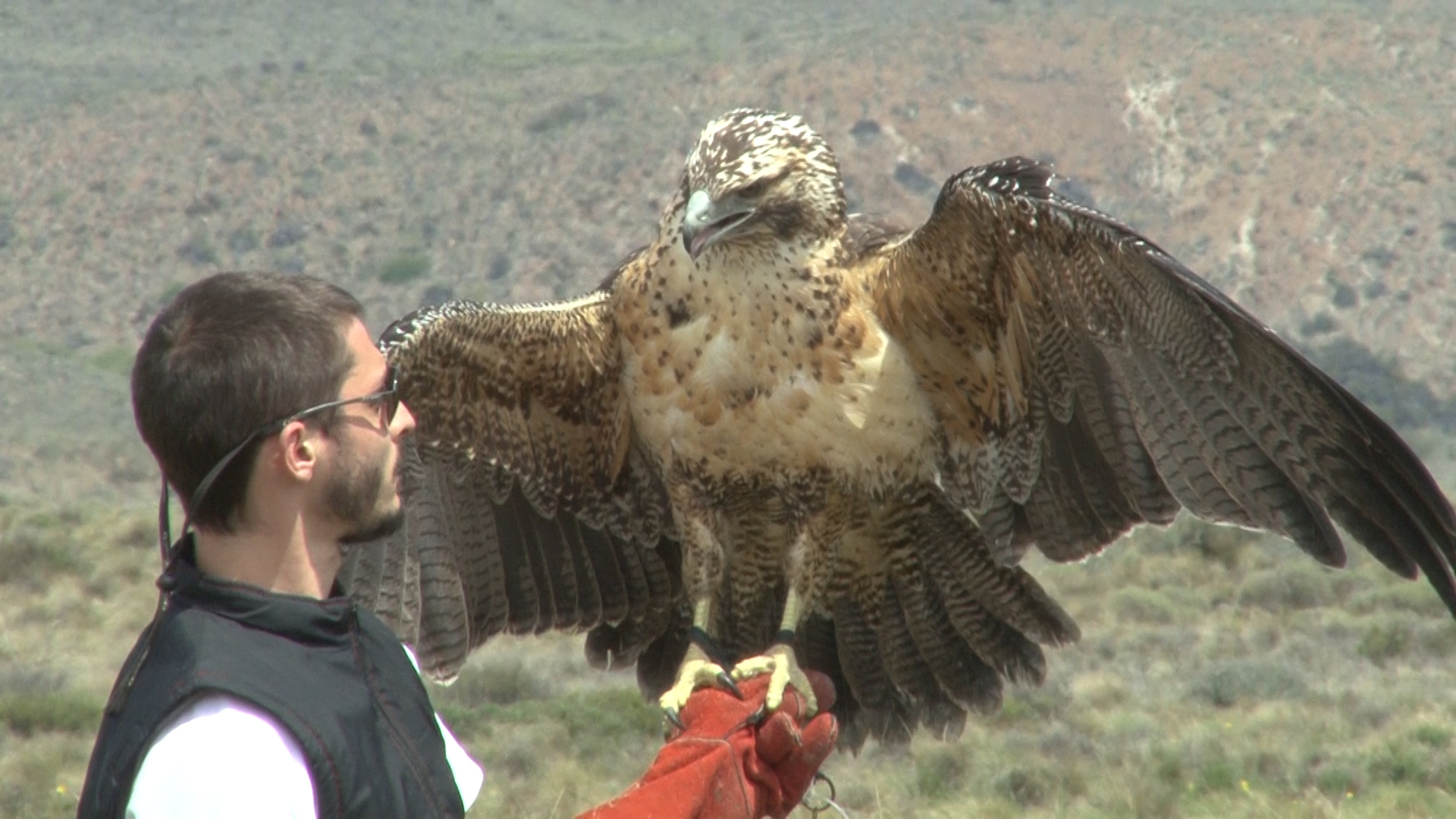 Liberación de un águila mora en el Parque Nacional Nahuel Huapi |  