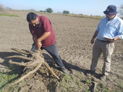 Evaluacion de cultivares de mandioca