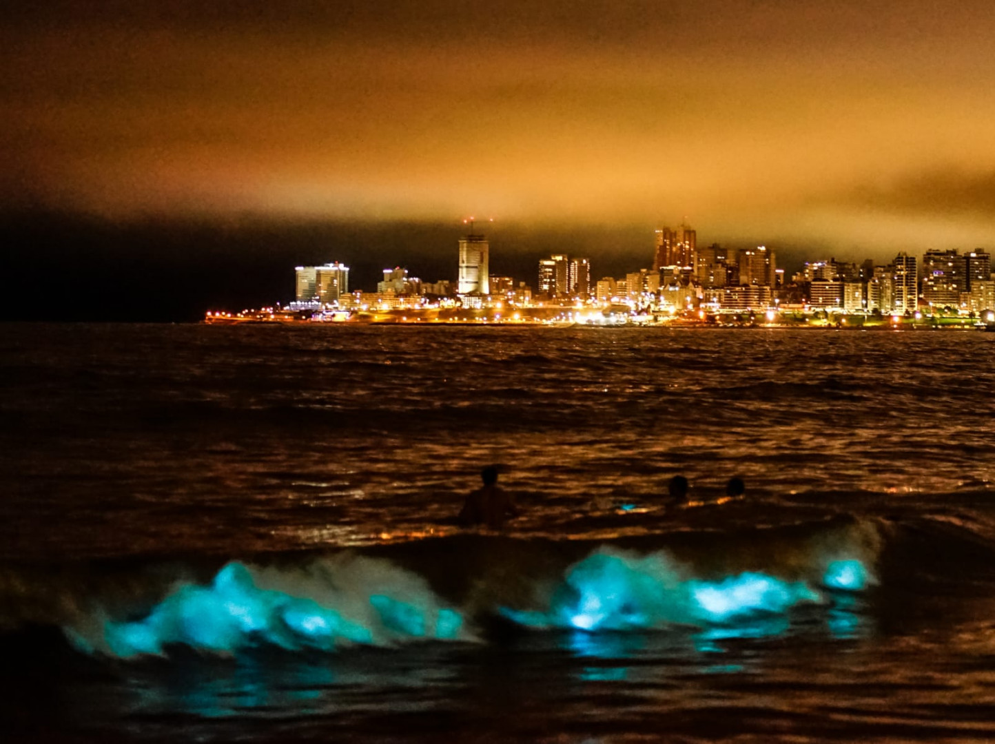 Qué son los organismos que iluminaron el mar en el norte de Mar del Plata |  Argentina.gob.ar
