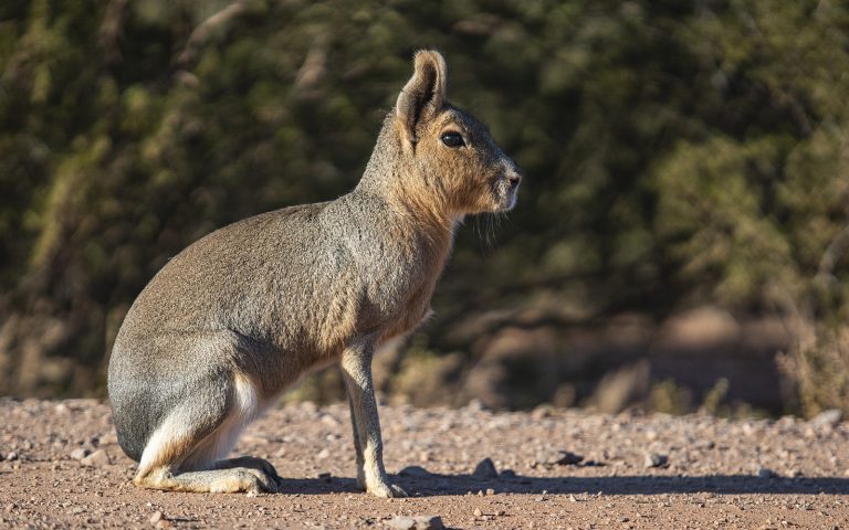 Mara (Dolichotis patagonum)