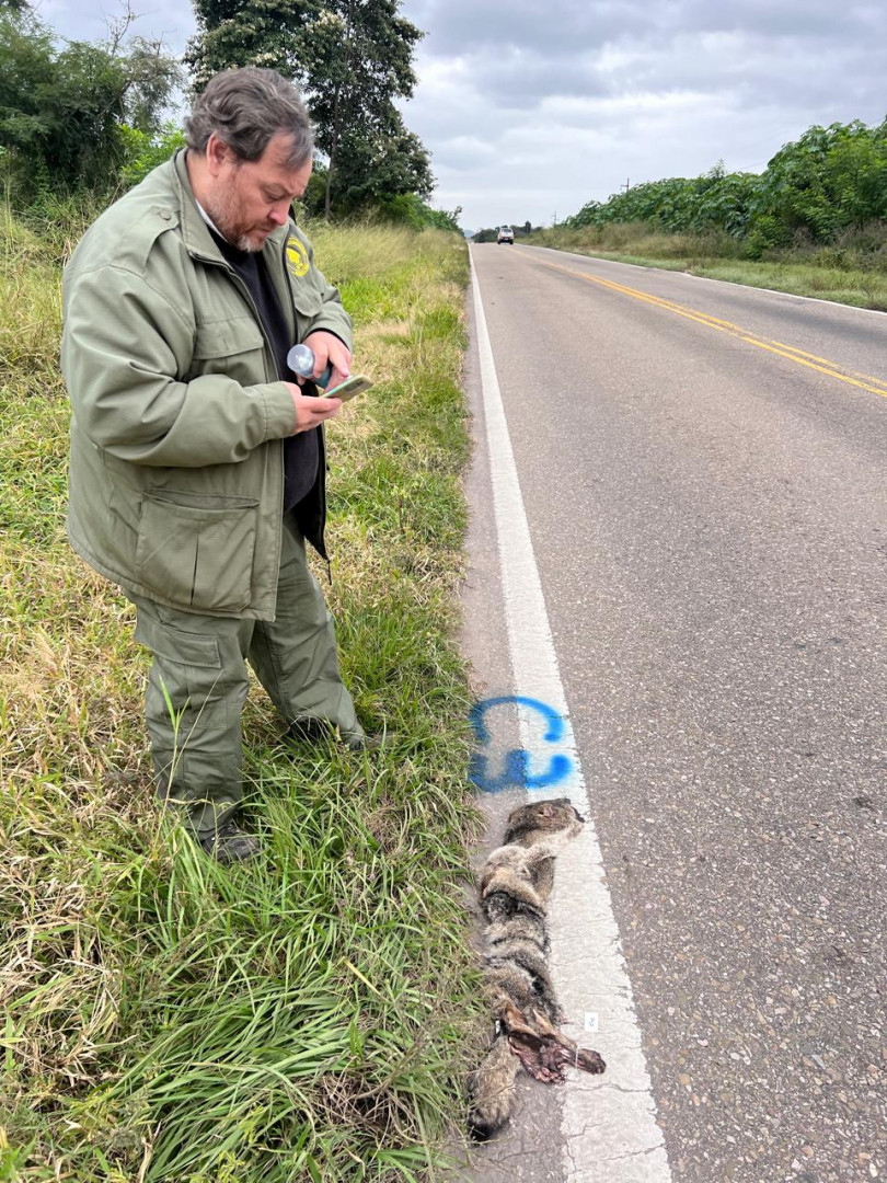 Monitoreo atropellamiento de fauna PN Calilegua