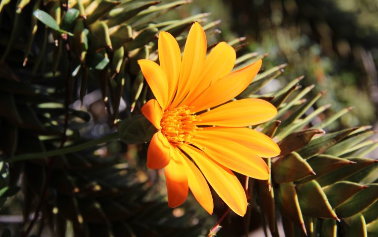 Mutisia naranja o Quiñilhue (Mutisia decurrens)