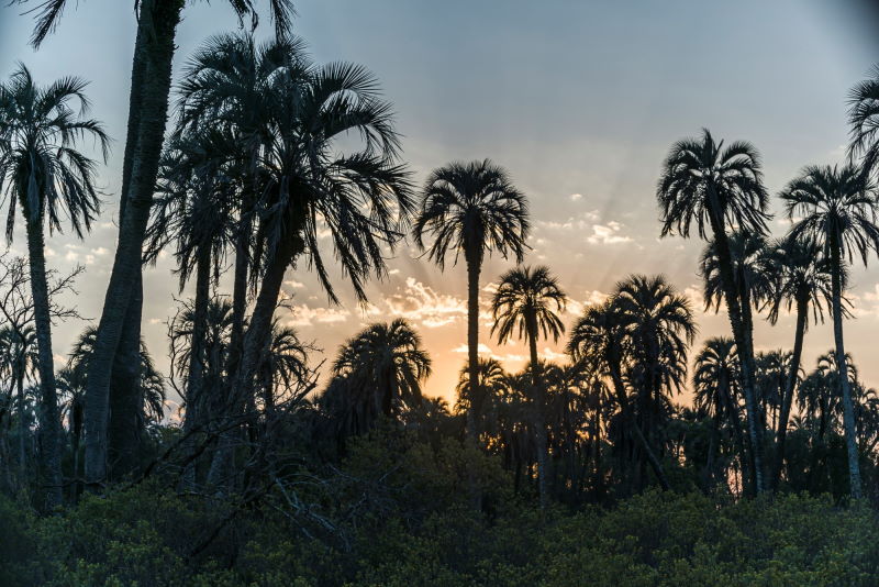 Parque Nacional El Palmar