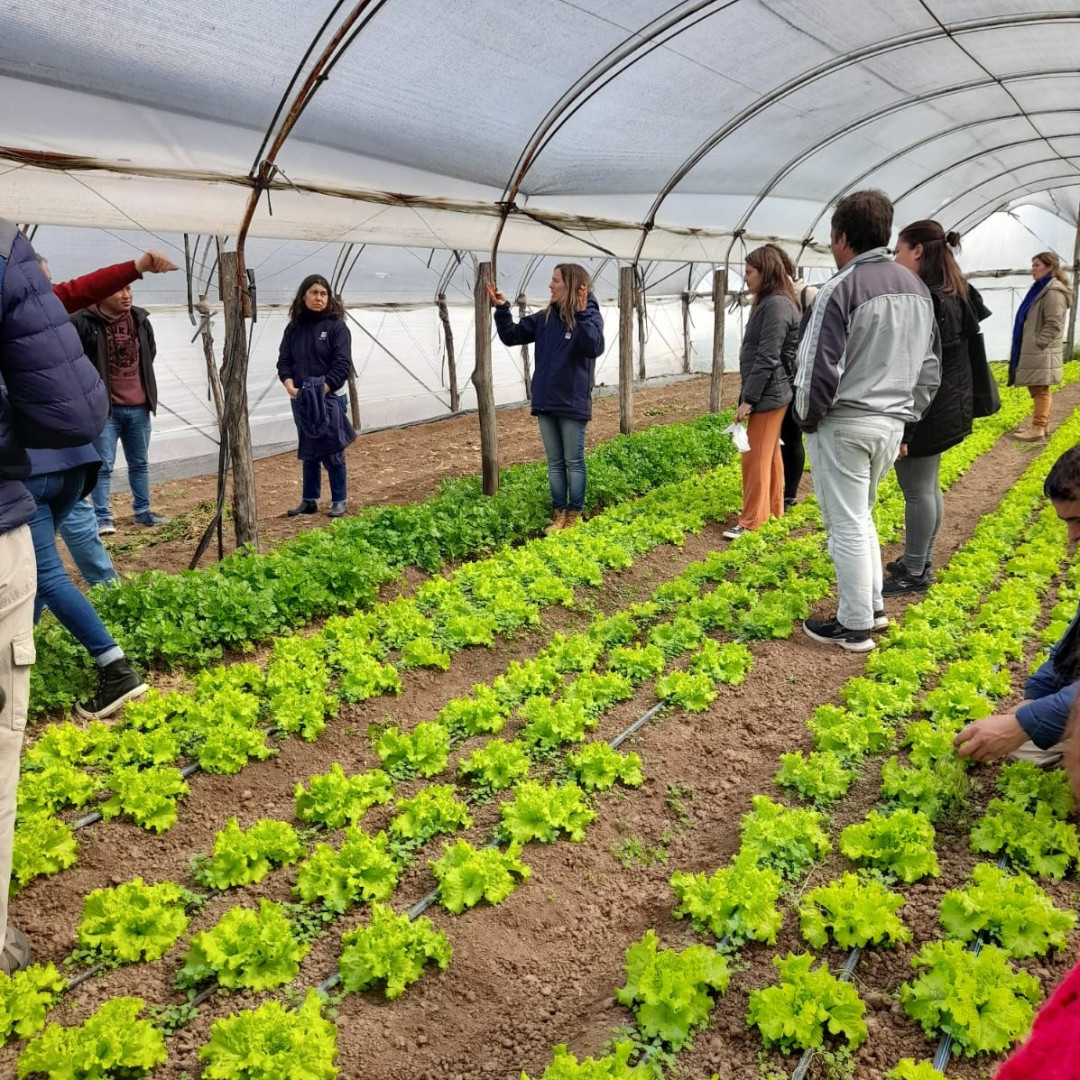 Participantes del taller recorriendo un invernáculo con producción de lechuga